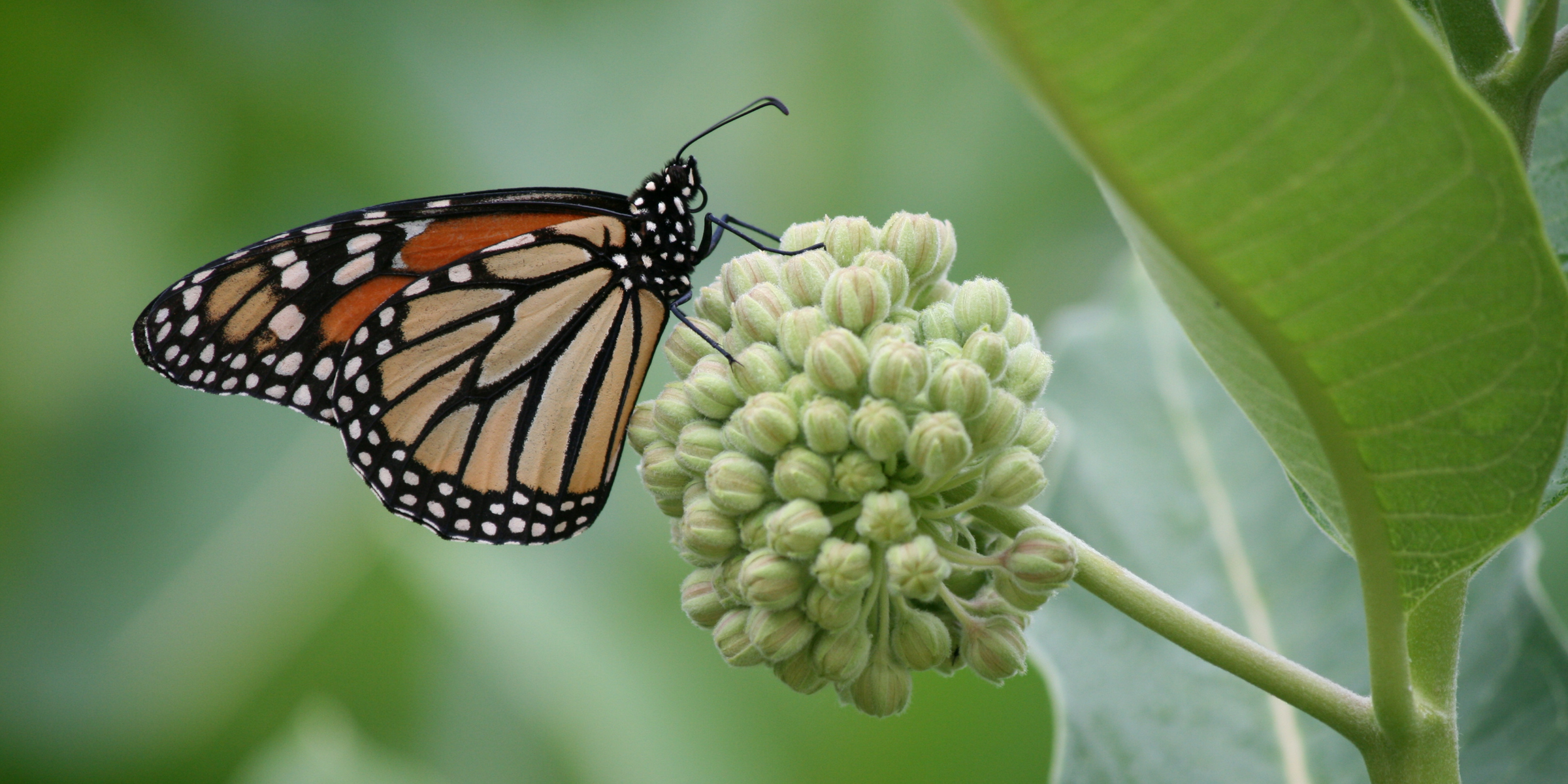 monarch butterflies on milkweed