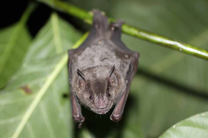 The Dusky fruit-eating bat, Artibeus obscurus