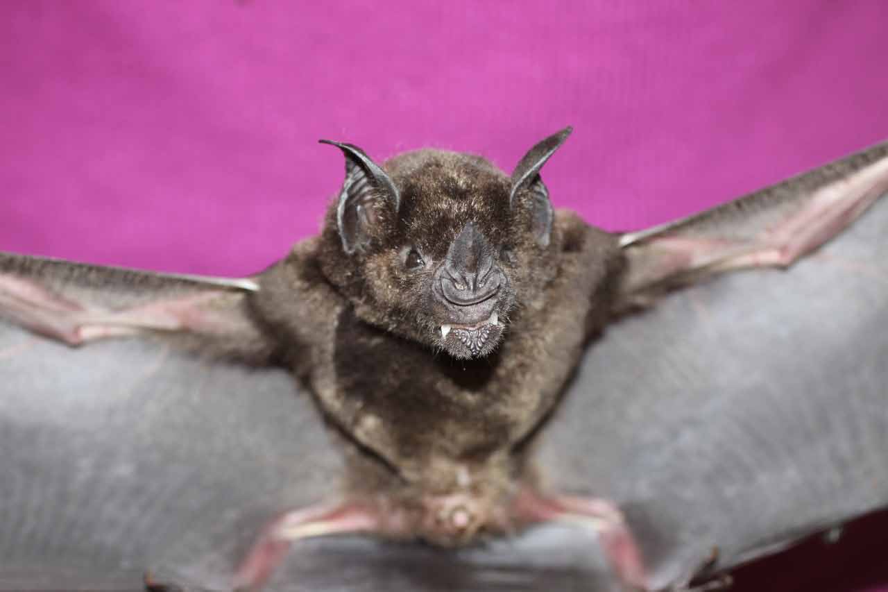 The Greater spear-nosed bat, Phyllostomus hastatus