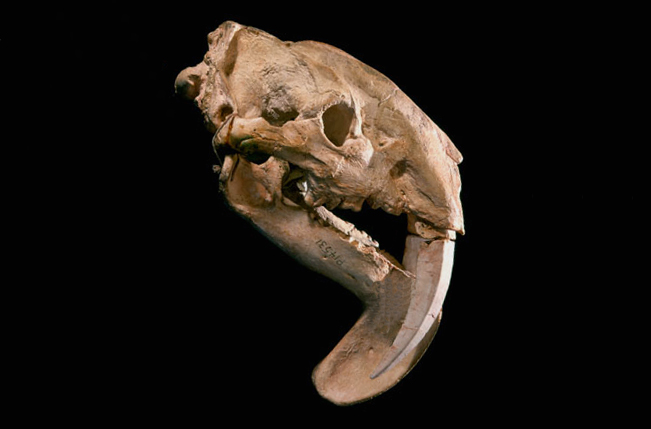 Image for Focus: Fossil Mammals