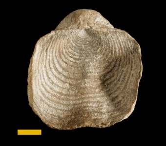 Brachiopoda - Strophomenata - Productida
 
Echinoconchus alternata    Previously (Pustula alternata)Specimen UC 14318
Keokuk Formation
Paleozoic - Mississippian
Warsaw, Illinois