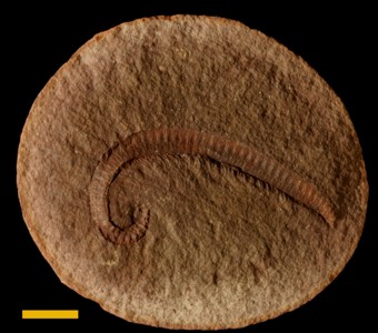 Arthropoda -Myriapoda -Diplopoda(millipedes)
 
Pleurojulus sp.Specimen PE 32282
Carbondale Formation - Francis Creek Shale Member
Paleozoic - Middle Pennsylvanian(~305 million years ago)
Mazon Creek Area, Illinois