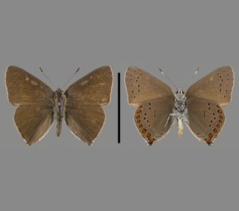 Lycaenidae: Theclinae 
 
Satyrium titus (Fabricius, 1793)Coral HairstreakFMNH-INS 124070 
Elgin, IL5 July 1942