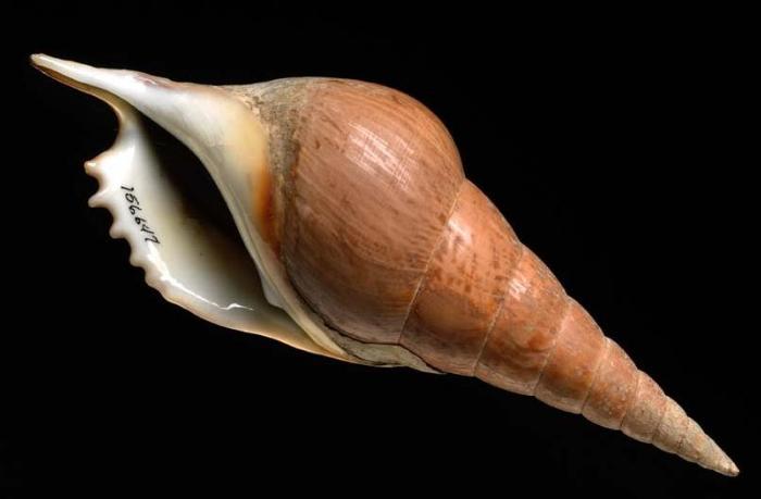 Mollusk. Shell collected circa 1762-1763. T. insulaechorab.Credit Information:© 2003 The Field MuseumID# Z94370_01dPhotographer: John Weinstein