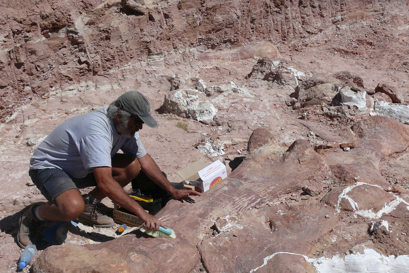 A scientist working to excavate titanosaur fossils in Argentina brushes off the femur prior to wrapping it in plaster for transport out of the field.