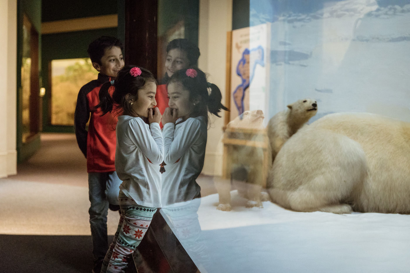 Imagine what it’s like to see polar bears in Alaska, near the Arctic Ocean. Though they’re usually solitary, a mother polar bear protects her cubs from danger.