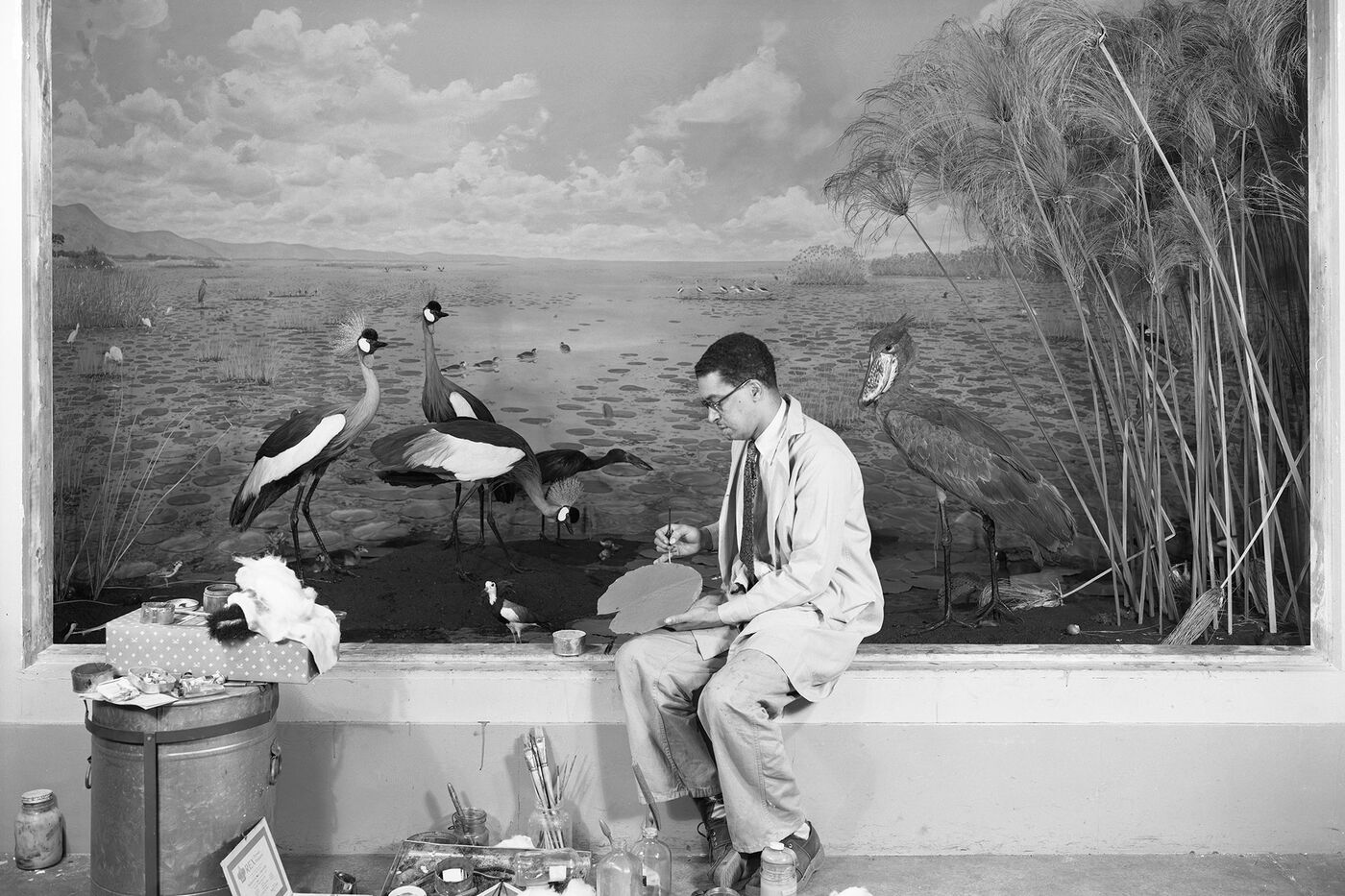 Cotton at work on the Nile marsh diorama in 1953. In addition to preparing every bird, he also replicated each lily pad by hand, bringing the East African habitat to life.