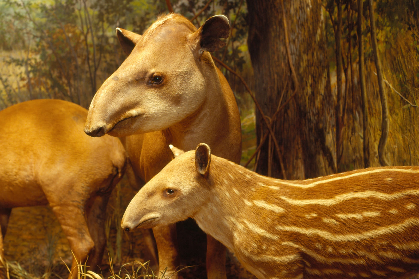 A scene depicts Pantanal Matogrossense National Park in Brazil, where tapirs live in densely wooded areas of the wetlands.