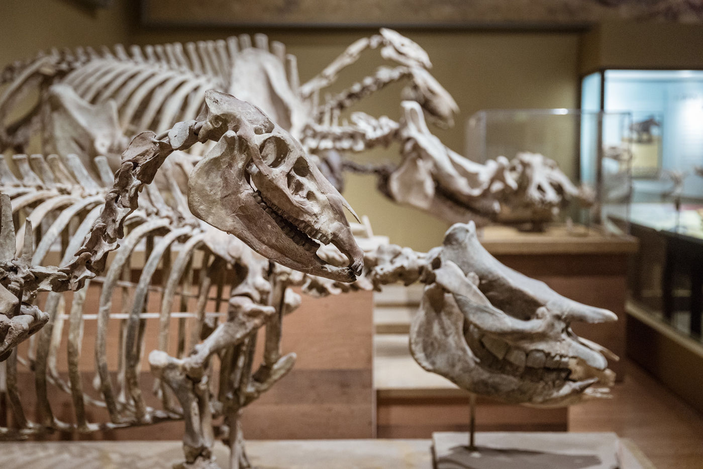 Discover how mammals have evolved, and get a look at early horses, rhinoceroses, and more.