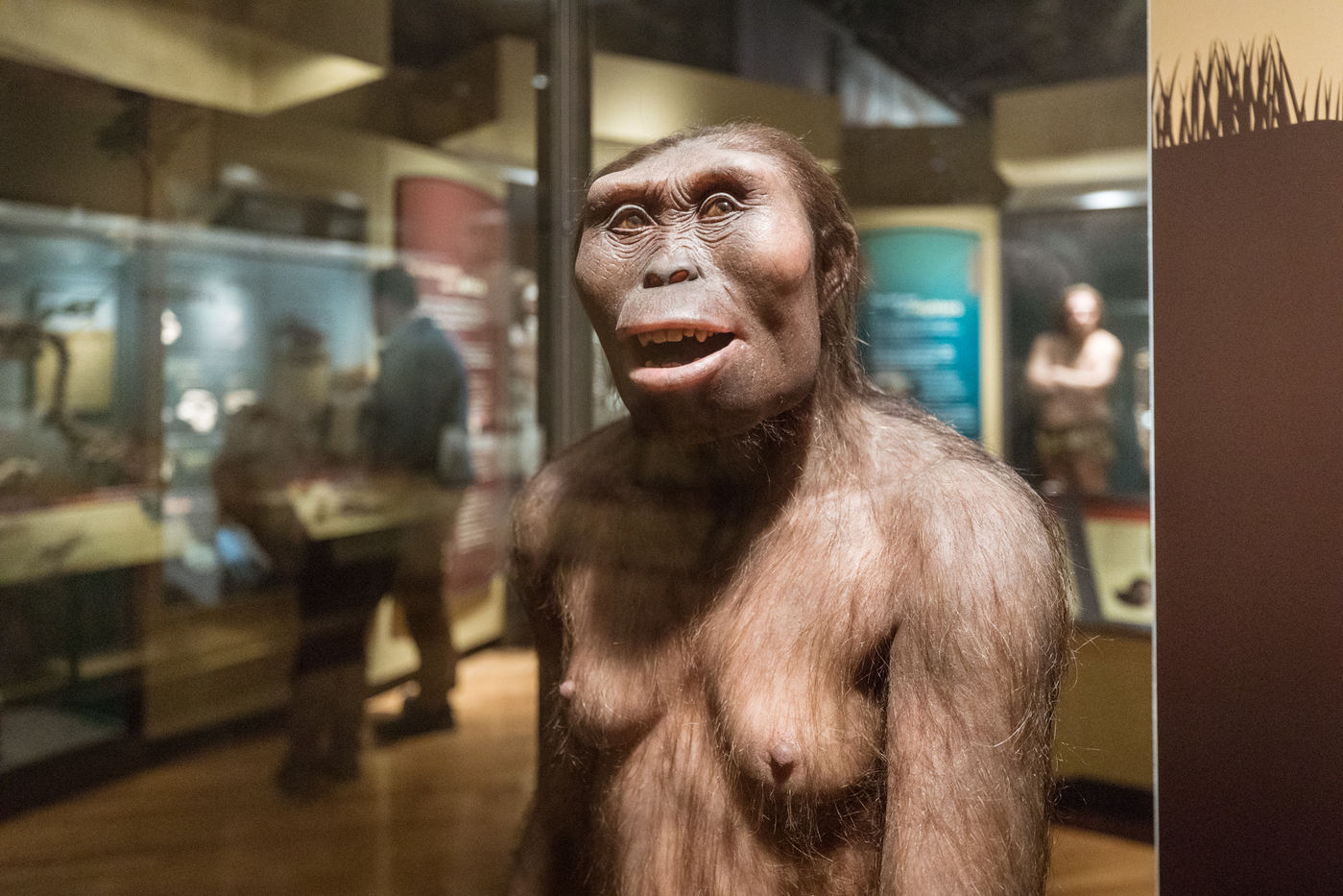 Evolving Planet features four lifelike models of early humans by sculptor Élisabeth Daynès, including this one of the hominid known as “Lucy.”