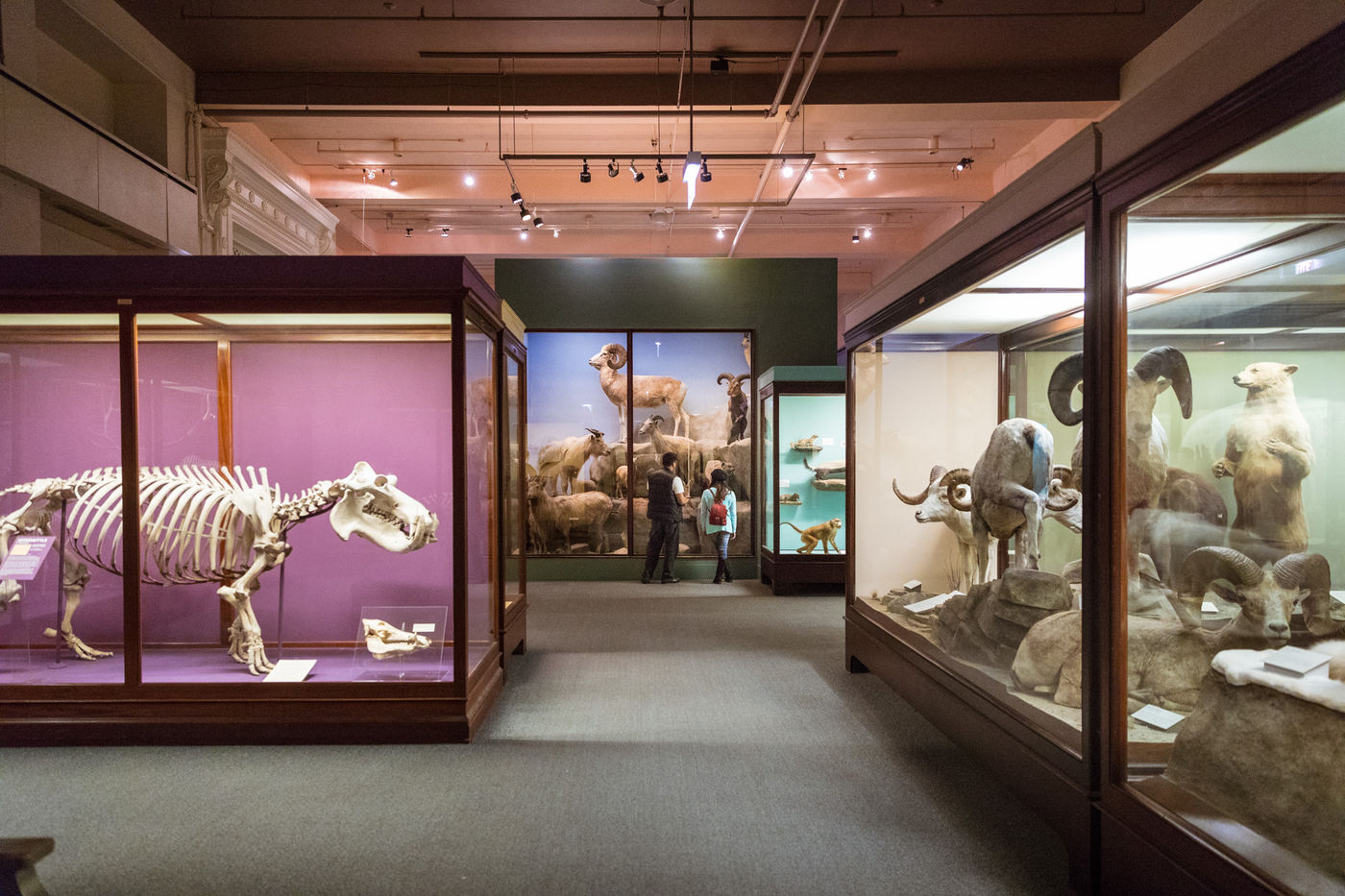 Wander through a mesmerizing maze of dioramas in Animal Biology to learn about groups of animals that are related or share habitats.