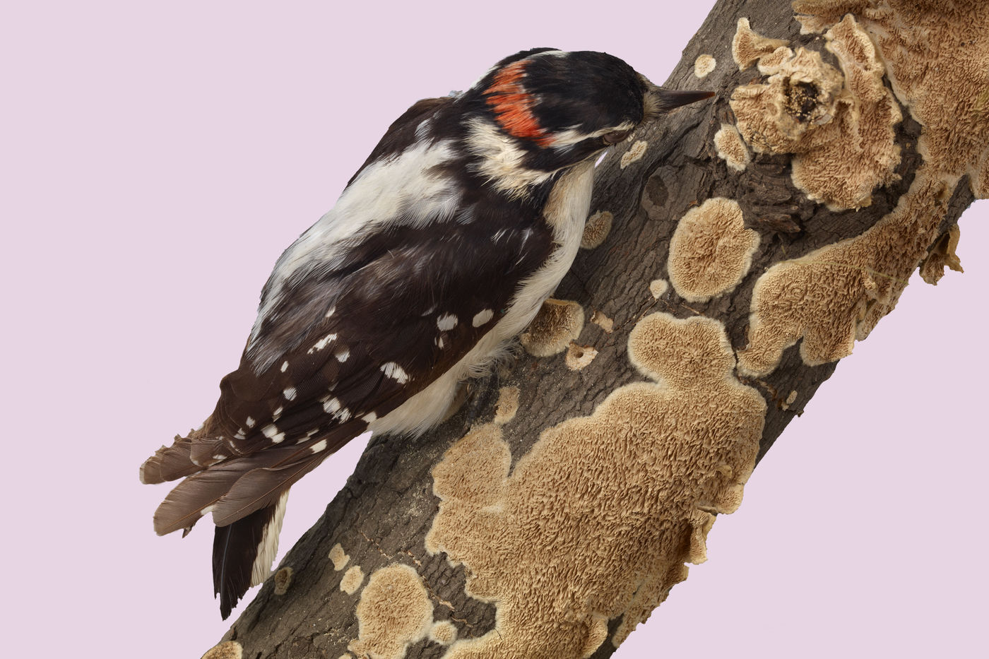 Downy Woodpeckers have highly evolved tongues that they can extend deep inside trees to grab food. They use their small bills to chisel out nest holes and knock against hard surfaces to attract mates and claim territory. Look for them around Chicago.