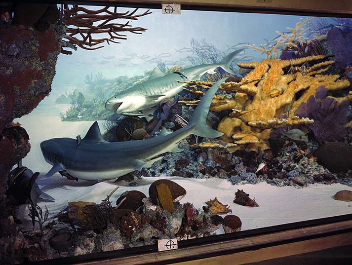 Bahama Islands reef fishes diorama group including tiger shark and sucking fish.Credit Information: © The Field MuseumID# Z15TPhotographer unknown