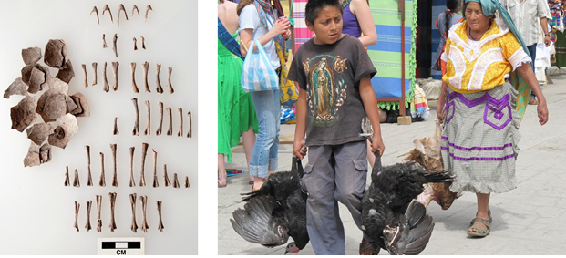 Left: Turkey bones and eggshells from 1,500 years ago discovered in Oaxaca, Mexico. Right: A boy with domestic turkeys in Oaxaca.