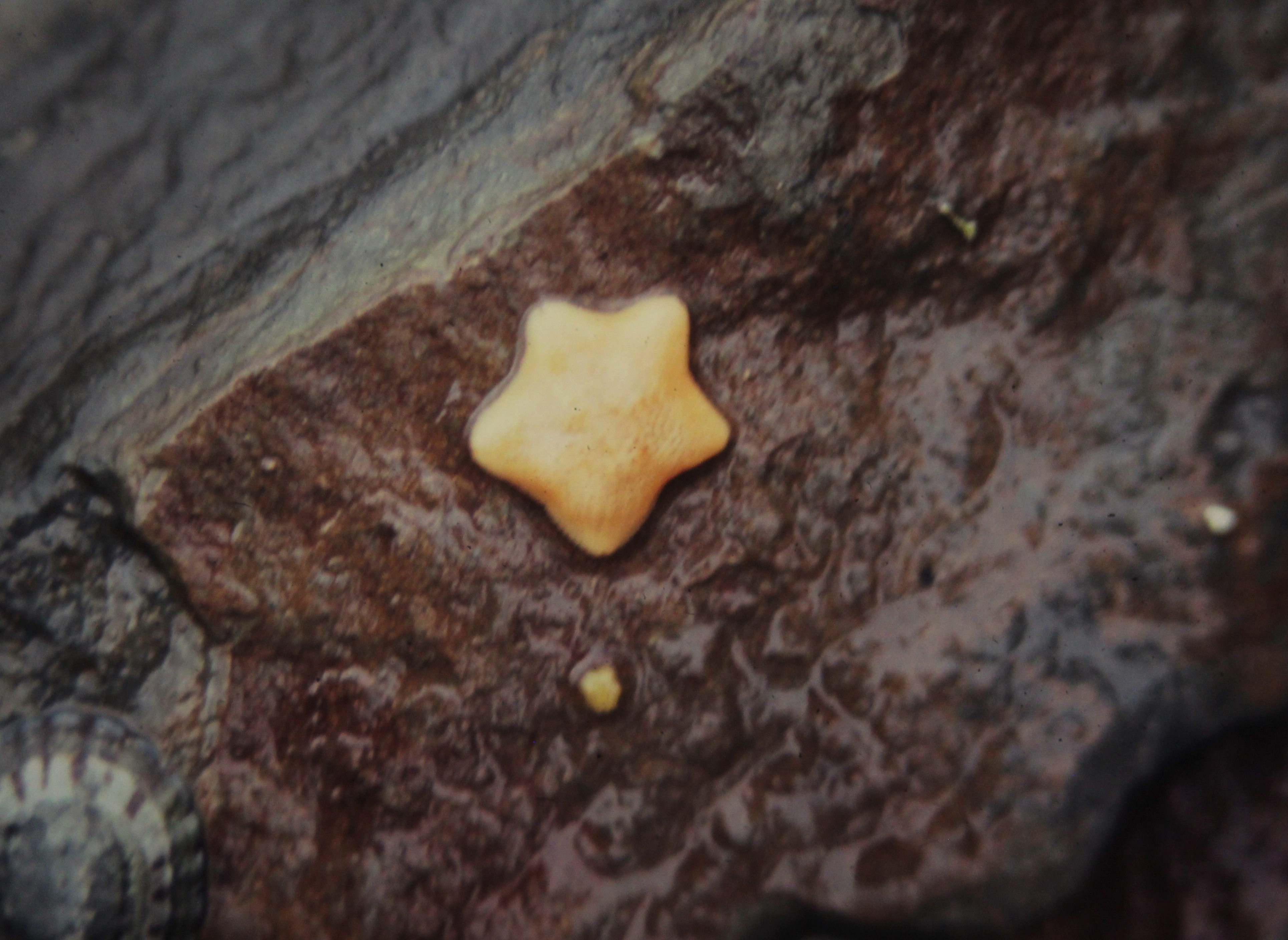 Lots of animal mothers, including some starfish, give nourishment directly to their unborn babies.