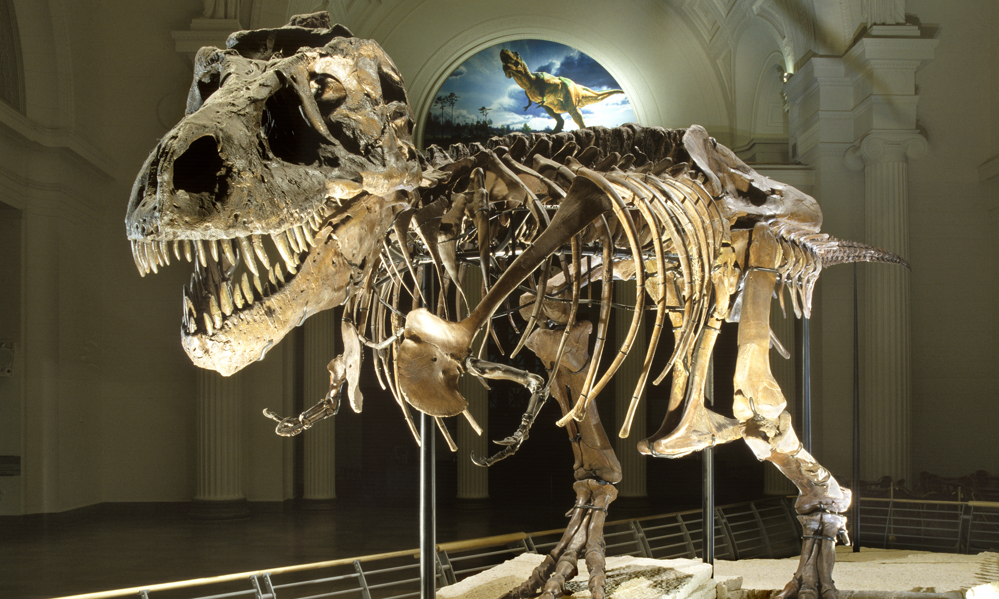 SUE the T.rex fossil skeleton