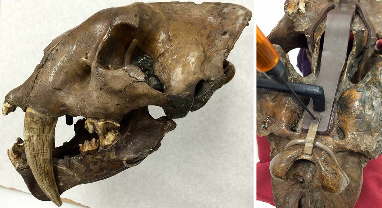 Left: Profile view of a saber-toothed cat skull. Right: a screwdriver attaching metal pieces over a brown fossil