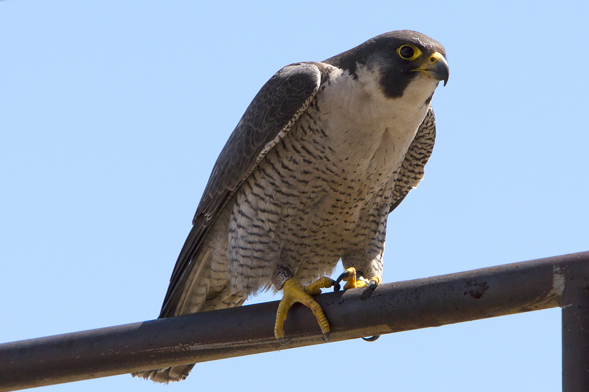 Fran photographed at the Waukegan nest site.
