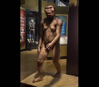 Lucy, Australopithicus afarensis, a hominid in Evolving Planet exhibit.  Model by artist Elisabeth Daynes.Credit Information:© 2006 The Field MuseumID# GN90846_158dPhotographer: John Weinstein