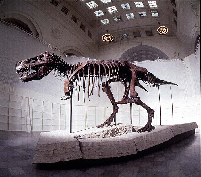 Sue, T. rex, completed mount of fossil skeleton before unveiling, behind the white curtain / box.Credit Information: © The Field MuseumNeg. # GN89671_53cPhotographer: John Weinstein