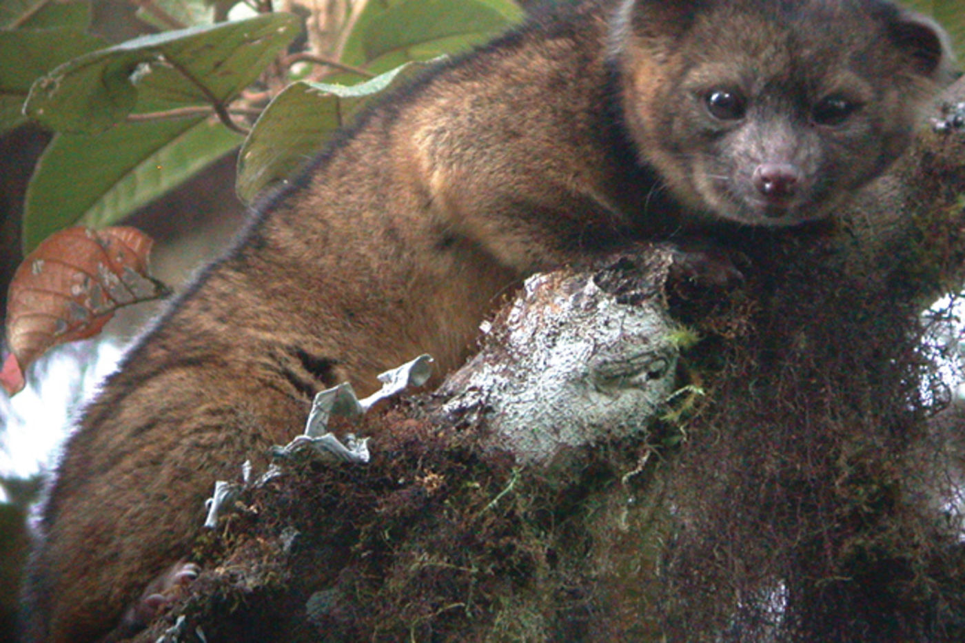 Olinguito