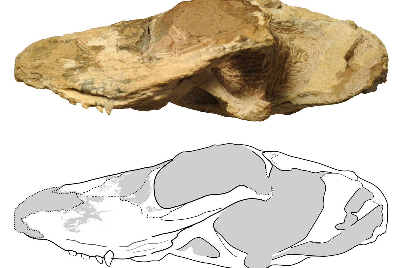 1-ichi_holotype_specimen_sideview