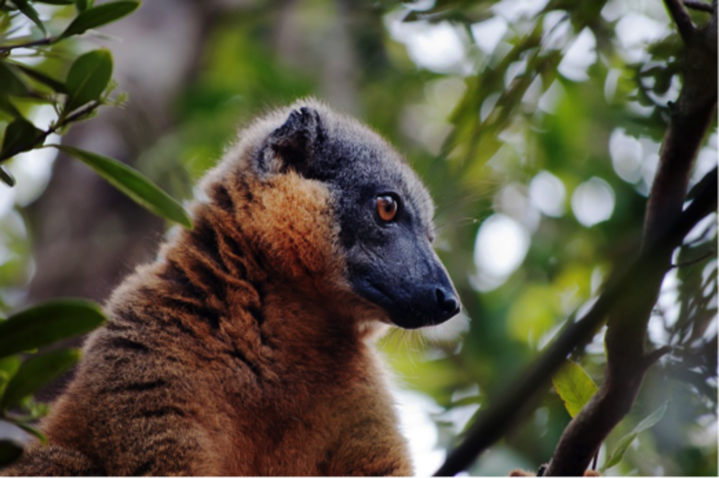 A close up of a Lemur in a tree
