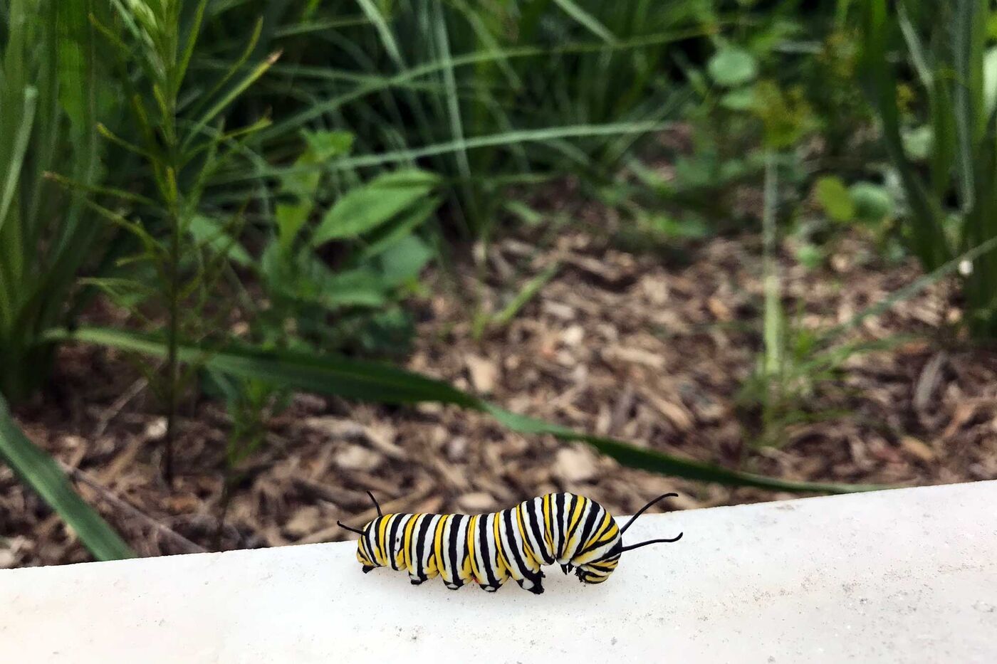 A yellow, black, and white striped caterpillar on a stone ledge, with green plants growing the bed just behind it.