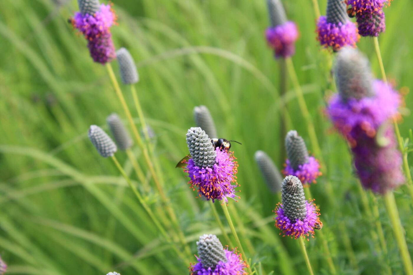 Purple flowers surrounded by green grass. A bee perches on one of the flowers. 