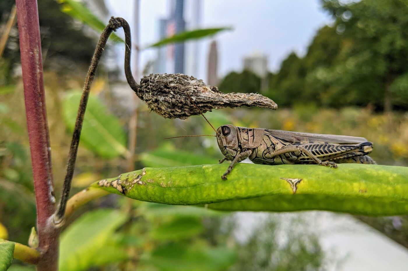 A grasshopper is perched on a green leaf. 