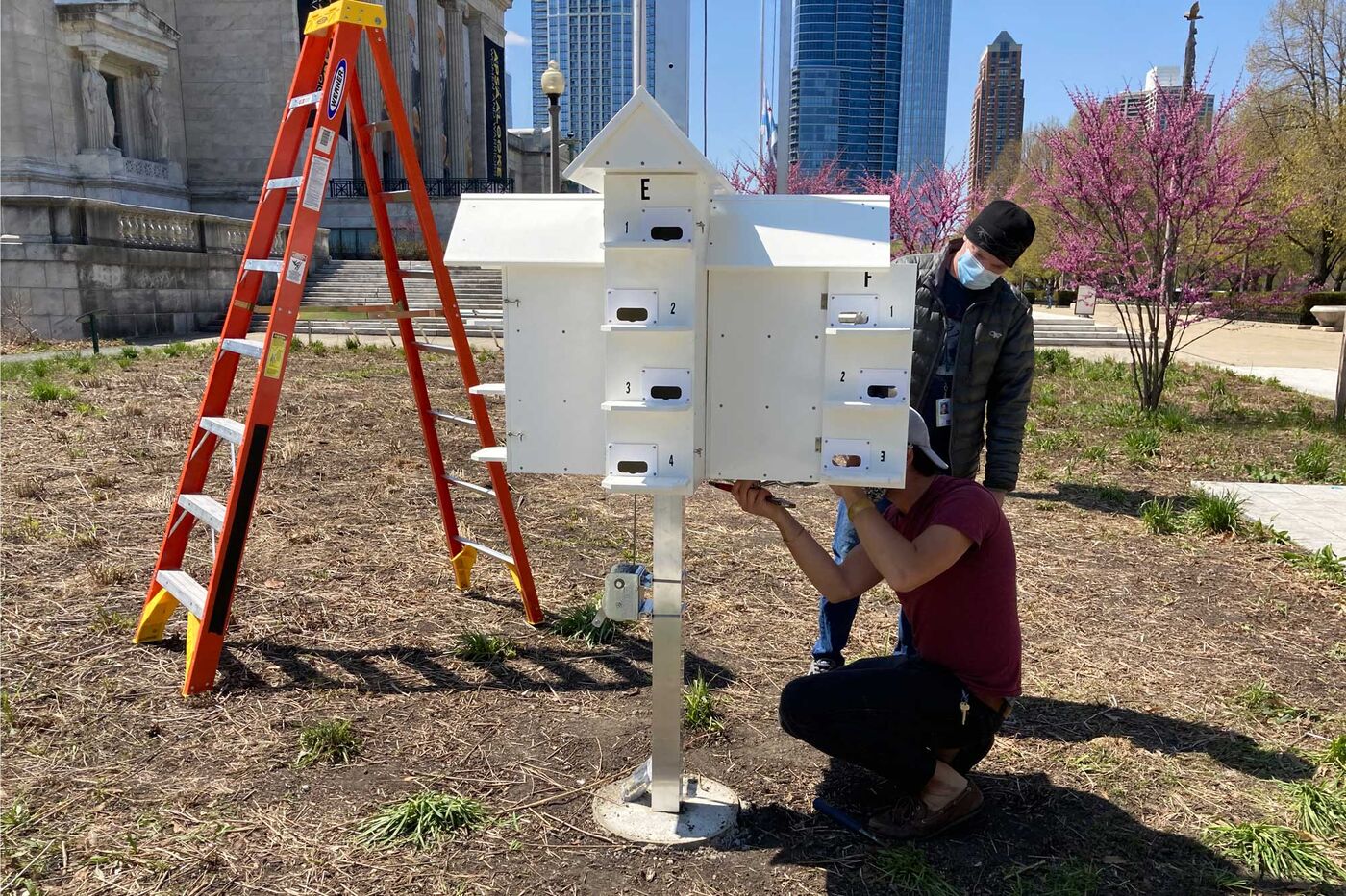 Two people work on a large white birdhouse that has multiple holes. A ladder is next to them and the Field Museum is in the background.
