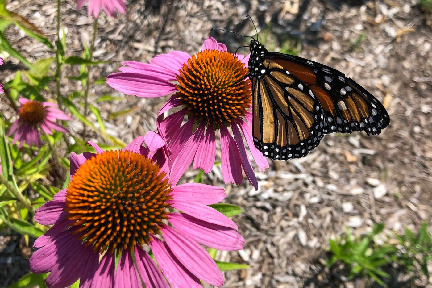 An orange and black monarch butterfly perched on a purple coneflower. 