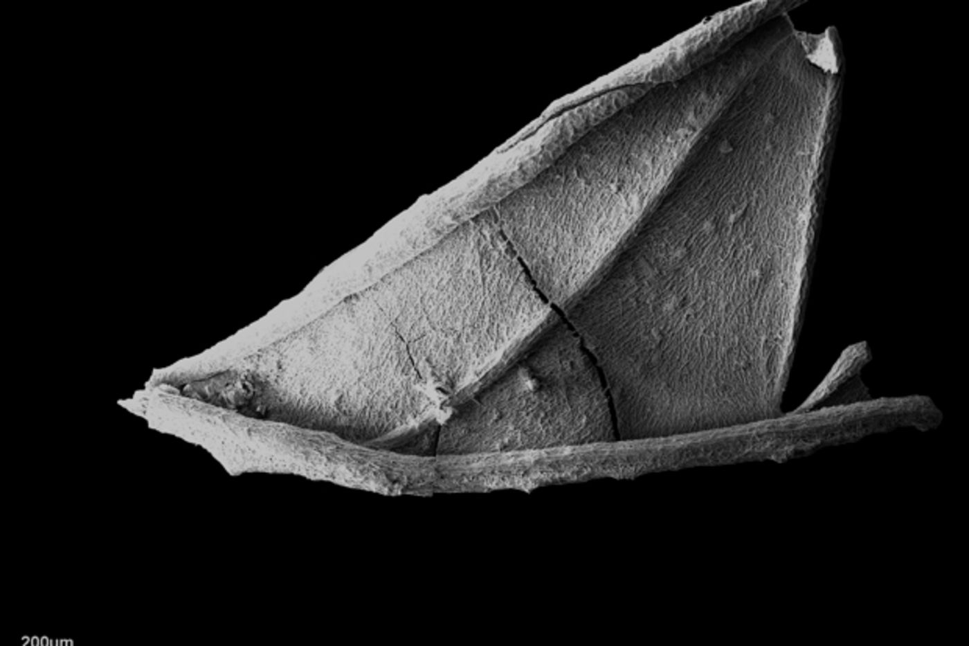 Charred fern pinnule from the Late Santonian, Gaillard Formation, Allon, Georgia.