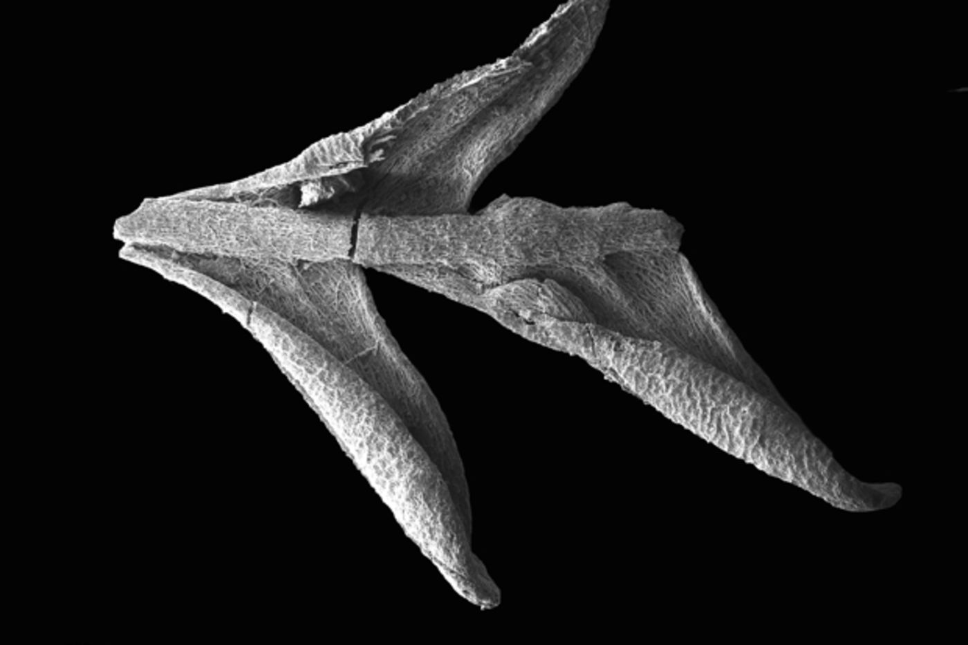 Charred fern pinnules from the Late Santonian, Gaillard Formation, Allon, Georgia.