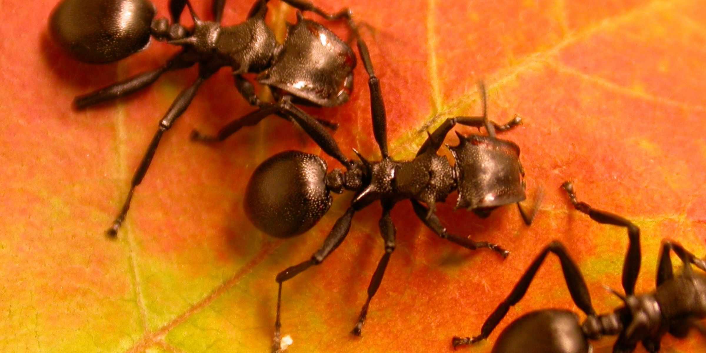 Media for Ant (Formicidae) Collection