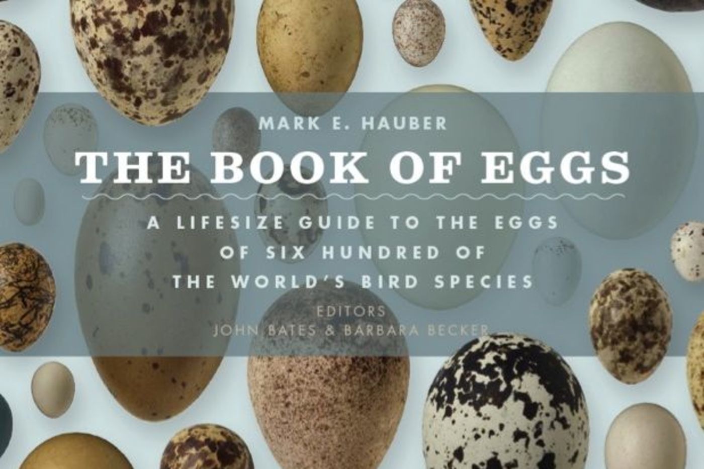 Media for Bird Egg Collection