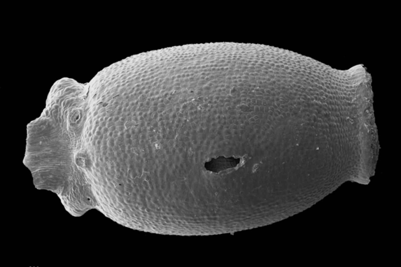 Eopolytrichum antiquum capsule of moss sporophyte preserved as charcoal, from the Late Santonian, Gaillard Formation, Allon, Georgia.