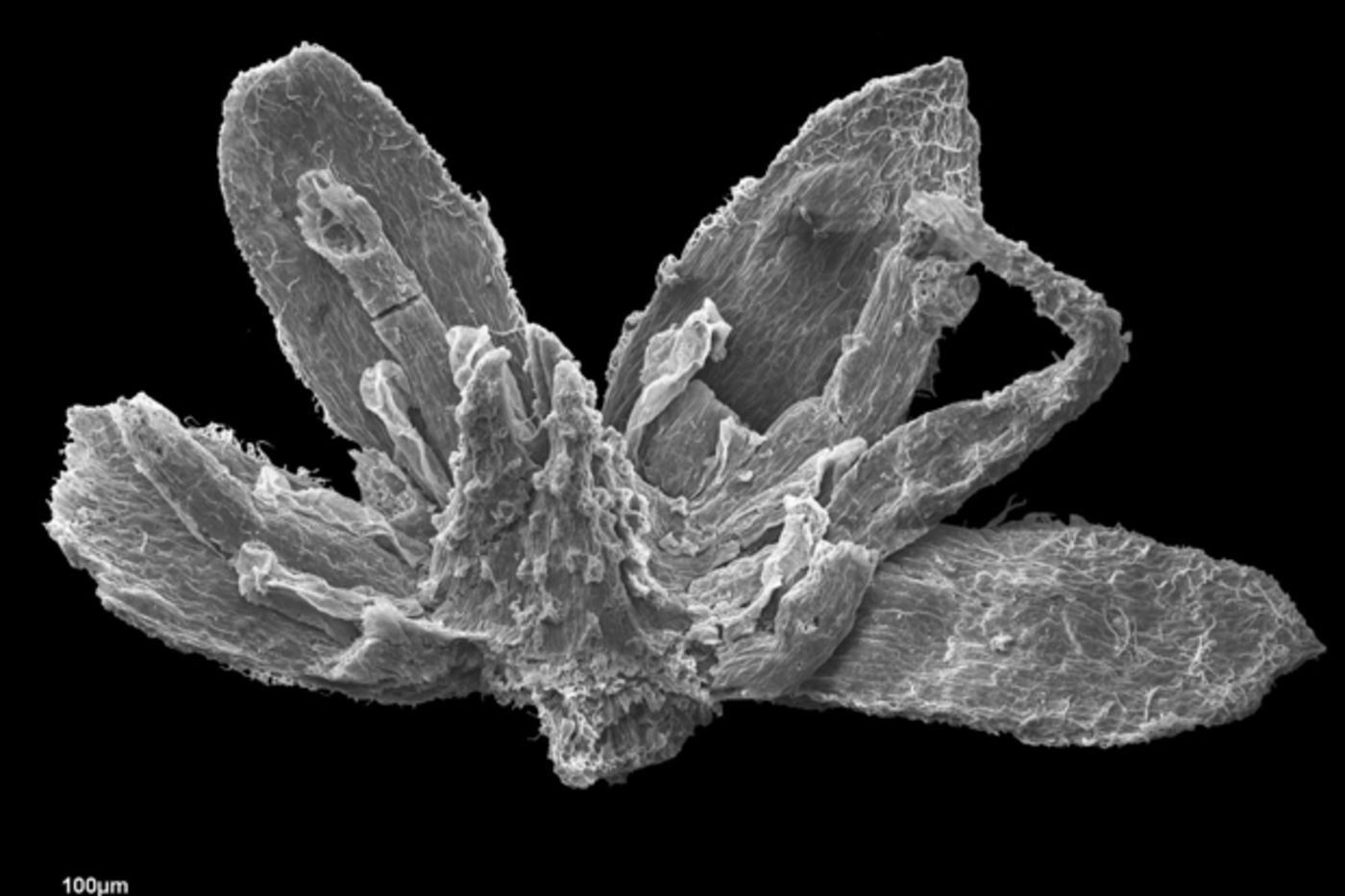 Charred flower from the Late Santonian, Gaillard Formation, Allon, Georgia.