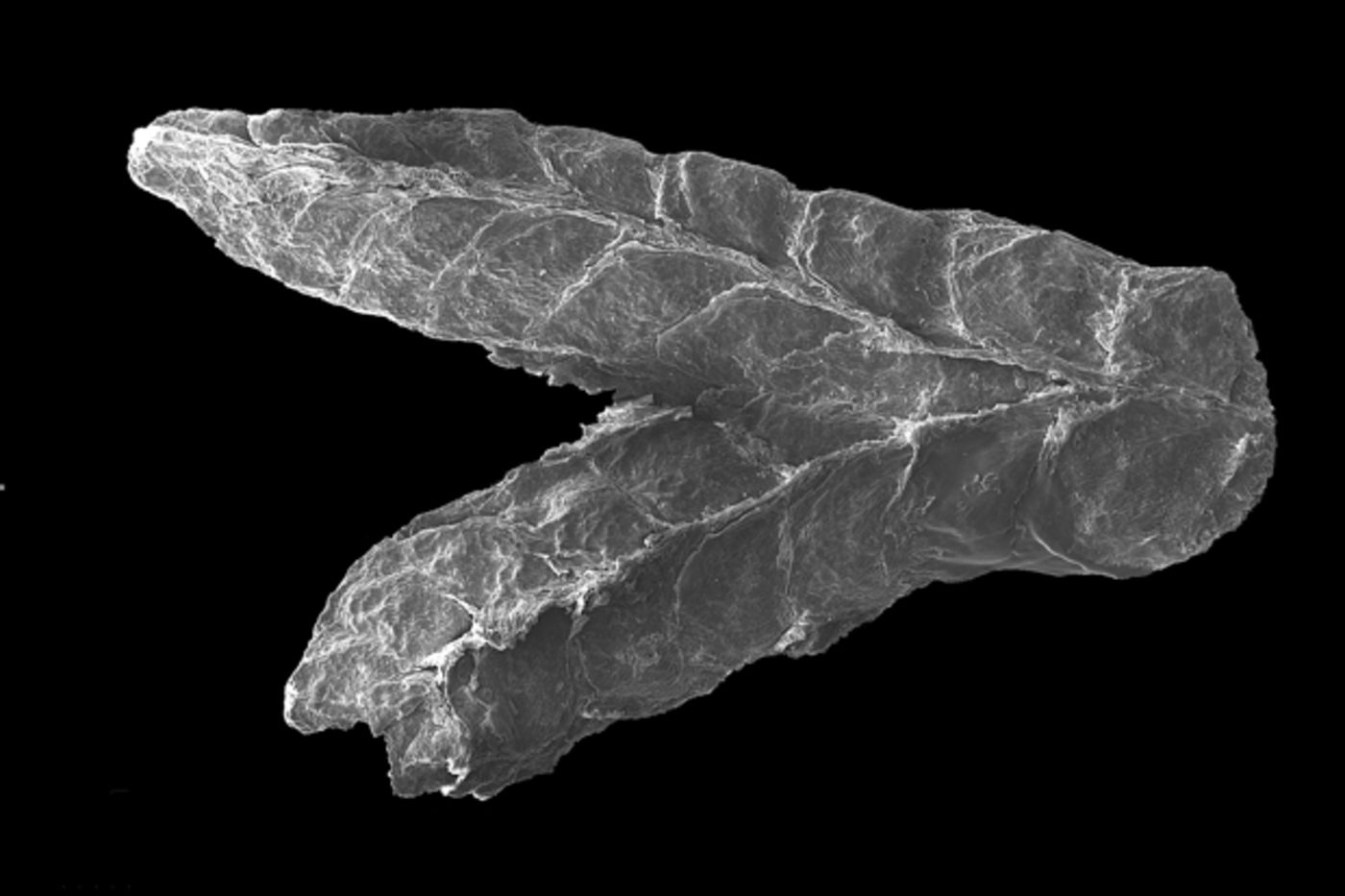 Charred liverwort from the Albian, Patapsco Formation, Puddledock, Virginia.