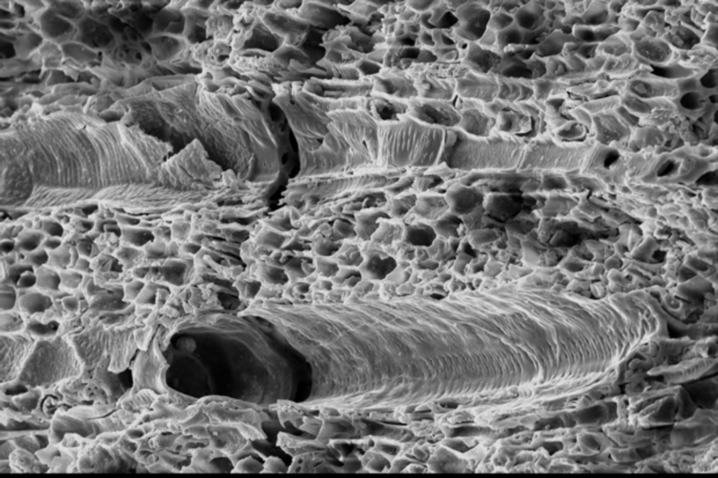 Vessels in charred angiosperm wood from the Late Santonian, Eutaw Formation, Upatoi Creek, Georgia.