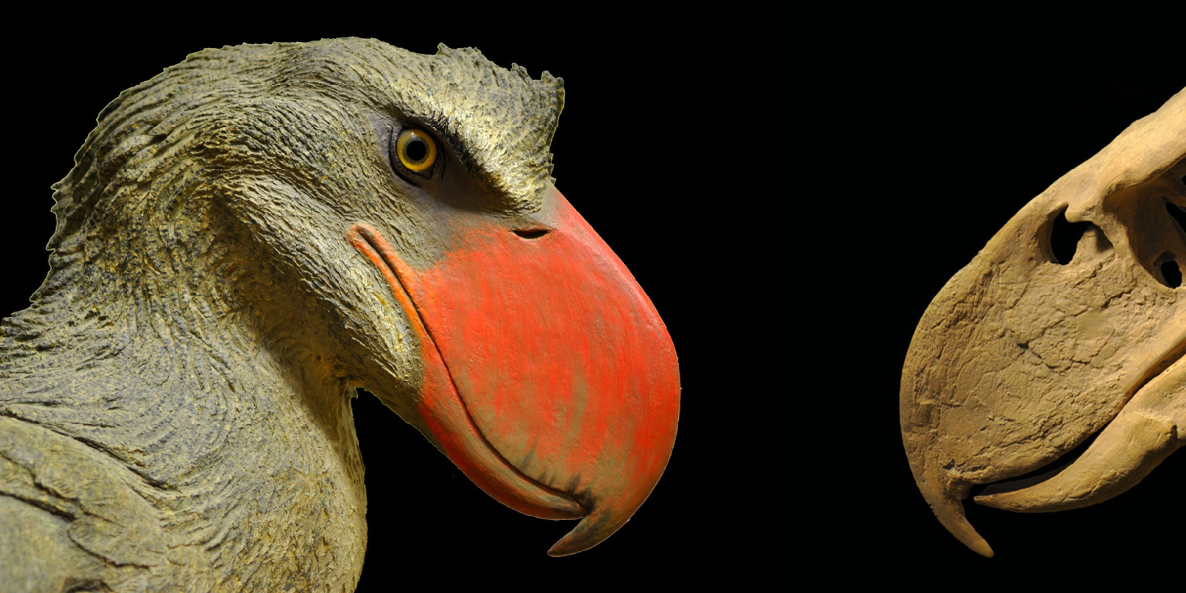 Media for Focus: Fossil Birds