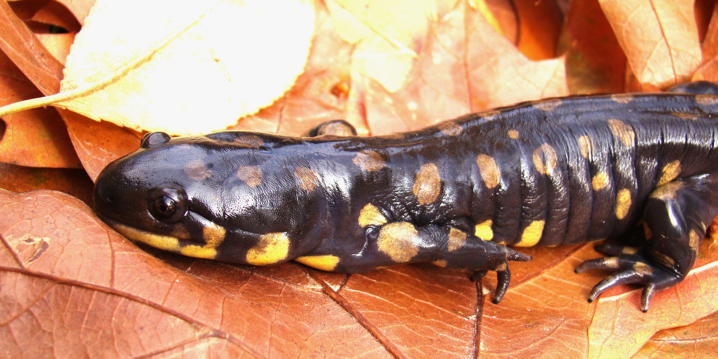 Media for Amphibians & Reptiles