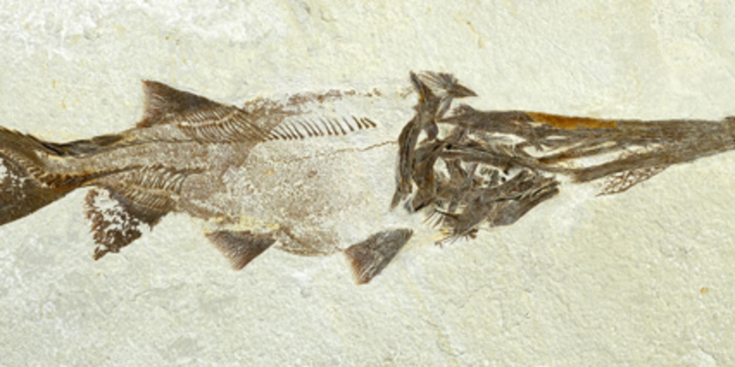 Media for Focus: Fossil Fishes