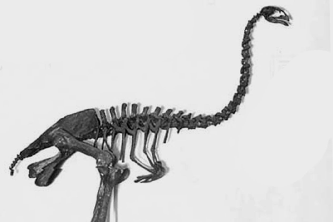 Media for Focus: Fossil Birds - History