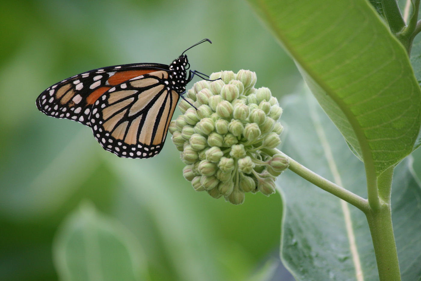 Media for Urban Monarch Conservation