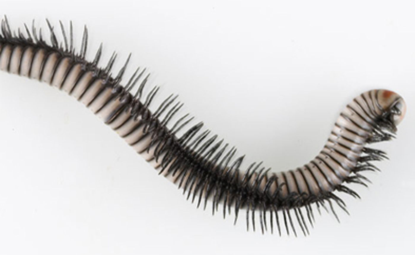 Media for Milli-PEET: Millipede Body Organization