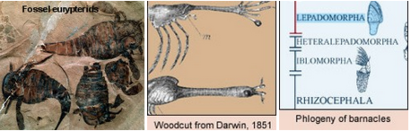 Media for Goose Barnacles: Evolutionary History