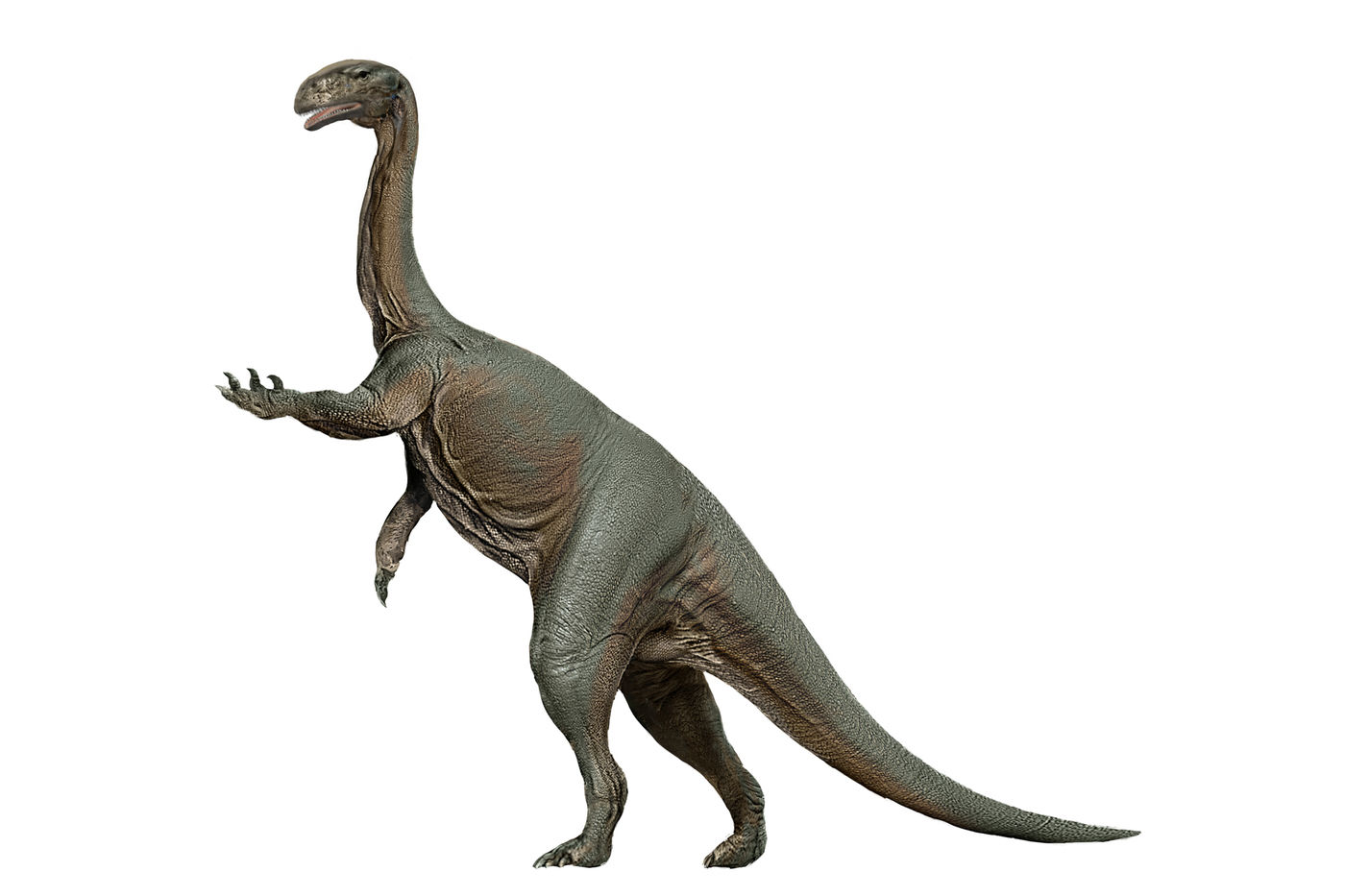 Media for 3D Model: Glacialisaurus Foot