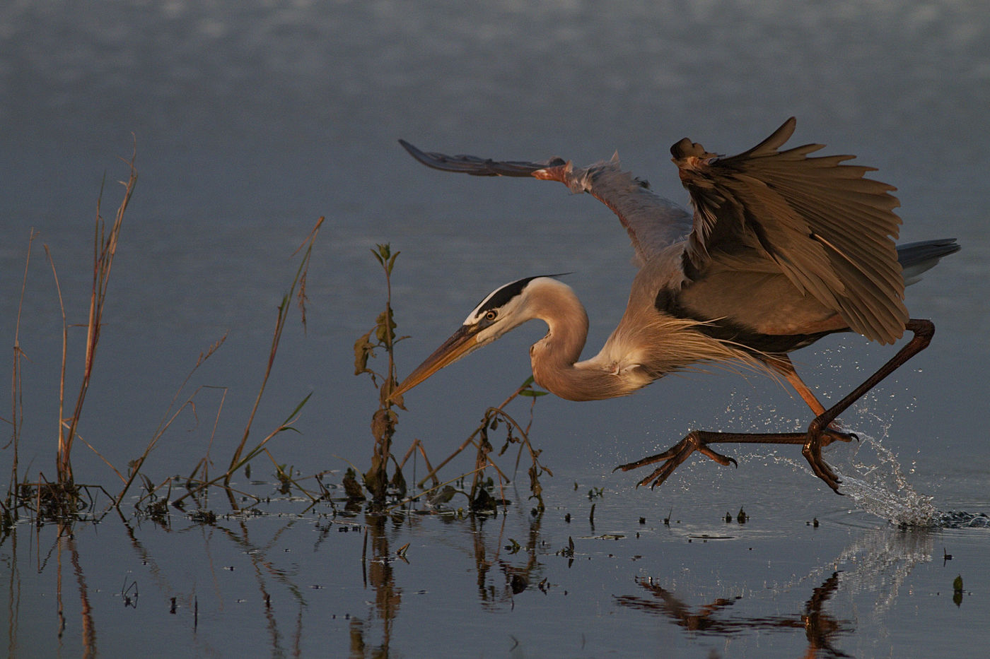 A large, long-necked bird with outspread wings, leaping over reflective water.