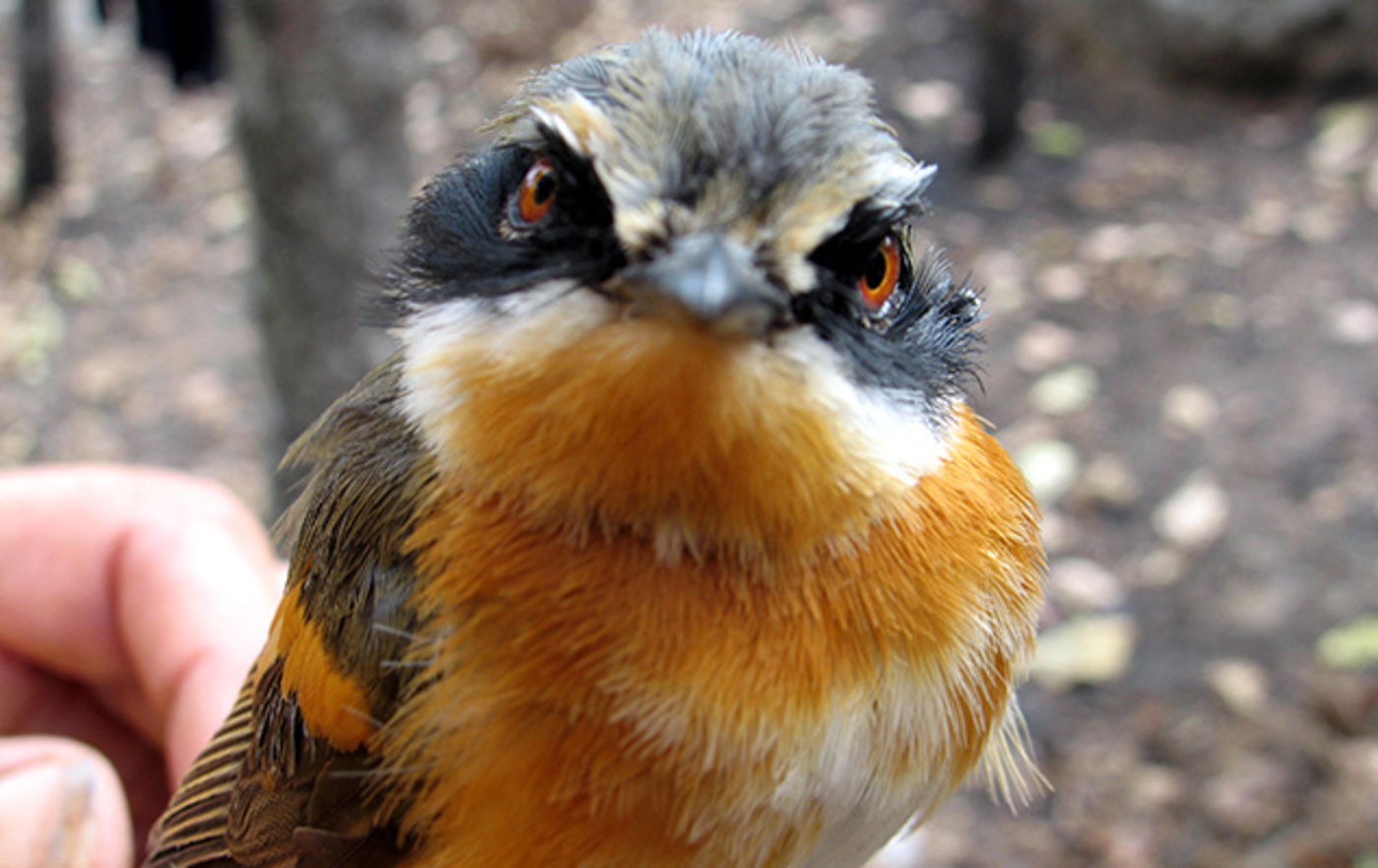 Media for NSF Funded Vertebrate Tree of Life Projects